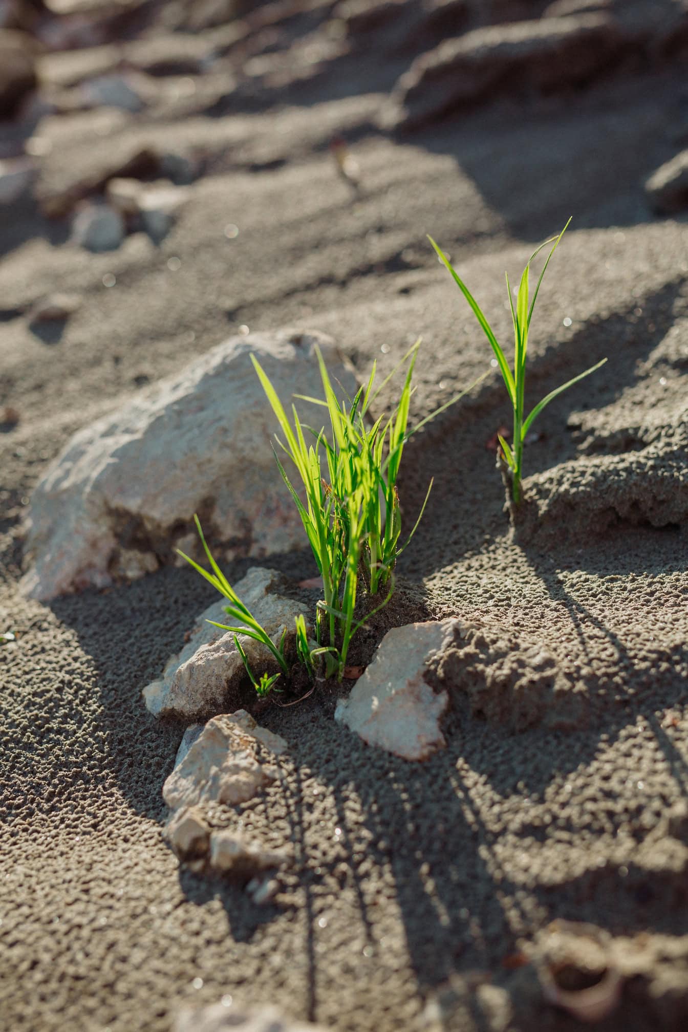 Gressplanter som vokser fra våt sand