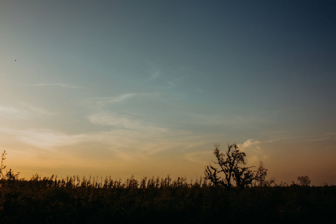 Silhouet van bomen bij zonsondergang met duidelijke hemel