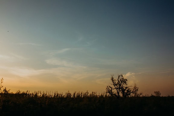 Puiden siluetti auringonlaskun aikaan kirkkaalla taivaalla