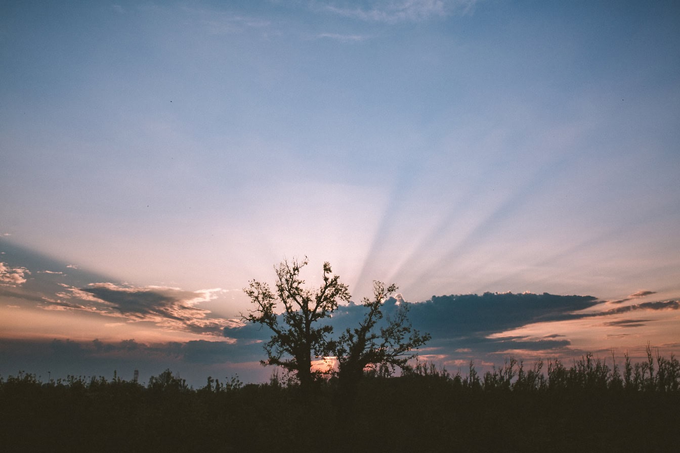 Silhouette of a tree with backlit by sunlight at dawn, a sunbeams in the sky through clouds at sunrise