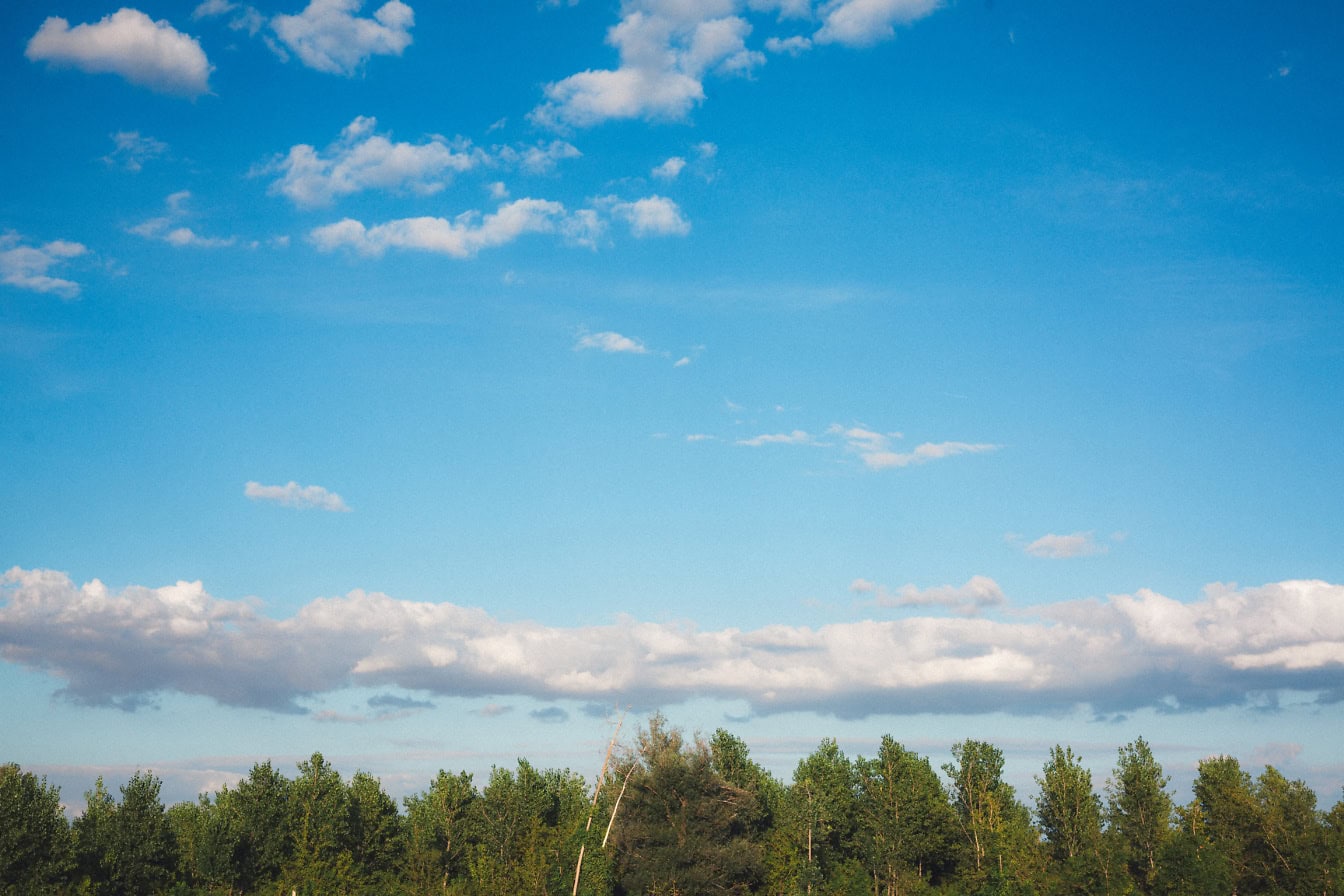 Trær med en grønn tretopp under en blå himmel med hvite skyer