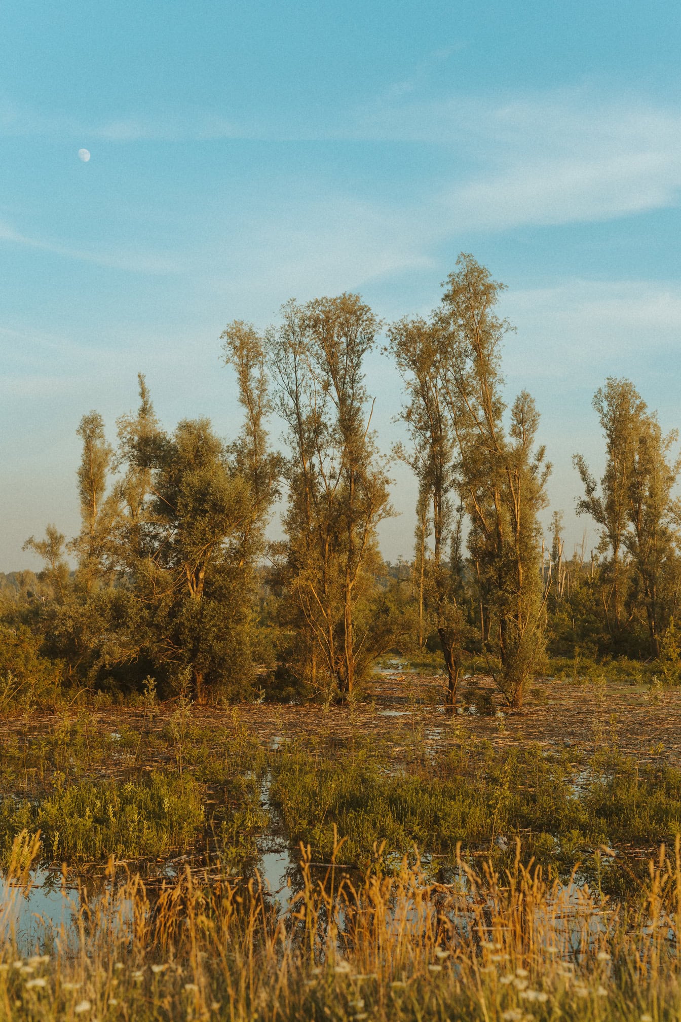 Álamos inundados en un campo