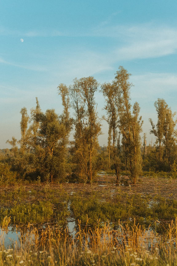 Flooded poplar trees in a field