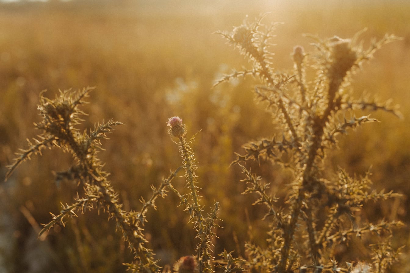 Ziele łopianu (Cirsium palustre) kolczasty kwiat ostu z jasnym światłem słonecznym jako podświetleniem