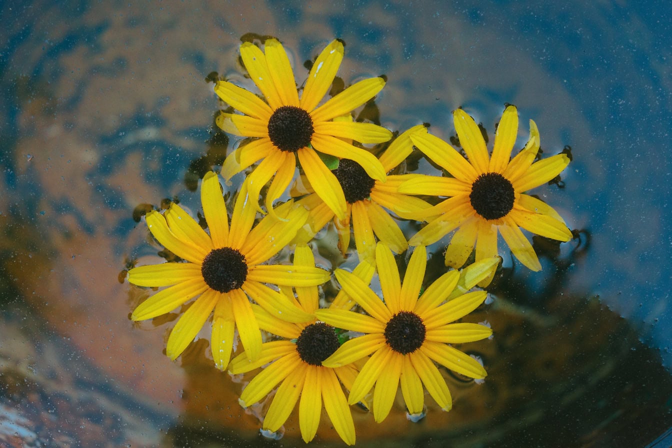 Gule blomster som flyter i bøtte med vann