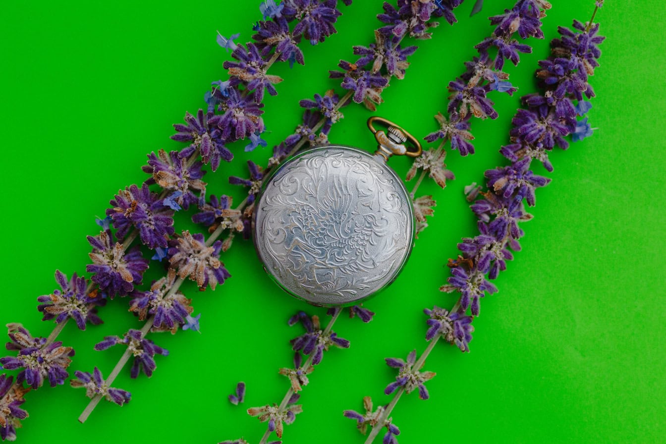 Antiguo reloj de bolsillo analógico de plata sobre superficie verde con flores de lavanda