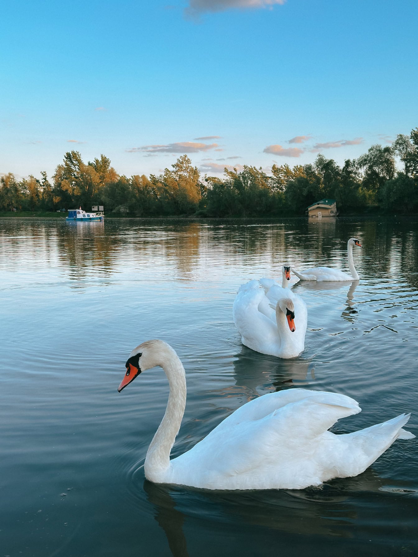 Hejno bílých nebo němých labutí plavajících v jezeře (Cygnus olor)