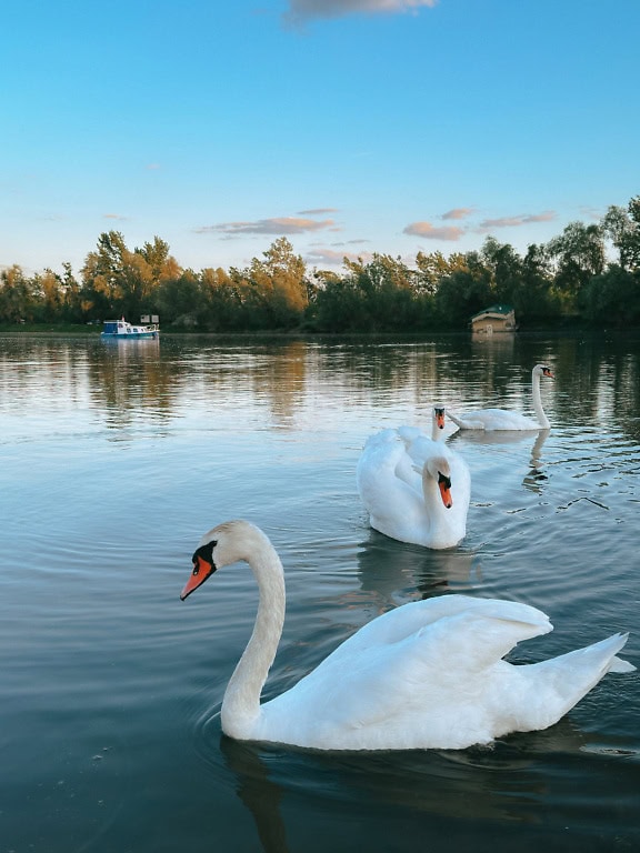 Flock av vita eller knöla svanar som simmar i en sjö (Cygnus olor)