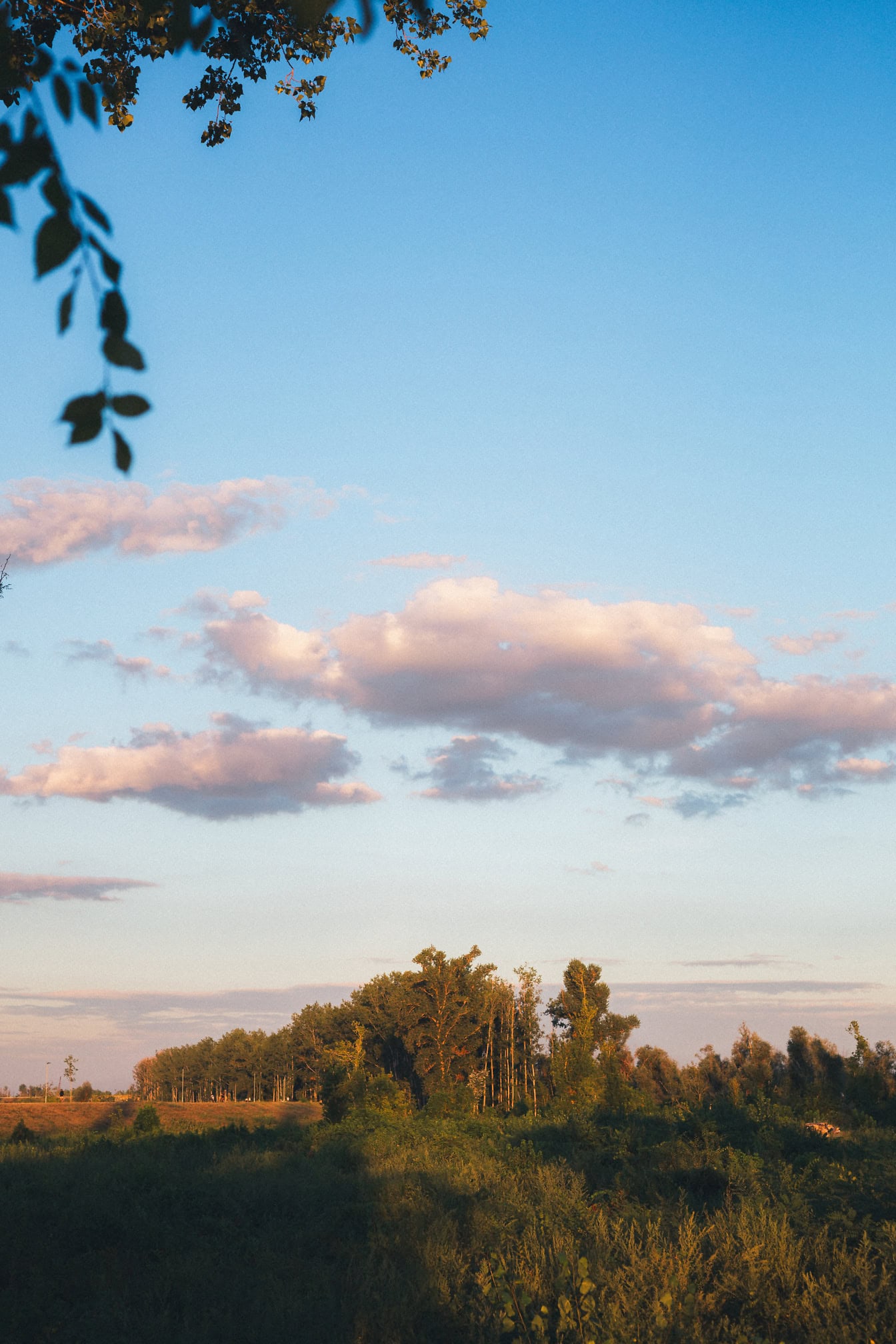 Campo de hierba con árboles y arbustos bajo el cielo azul nublado