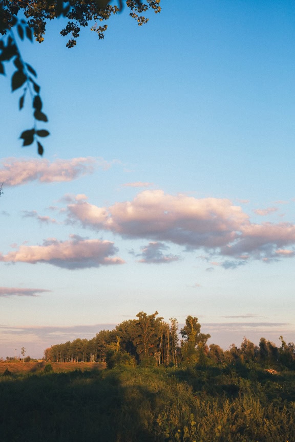 Campo erboso con alberi e cespugli sotto il cielo blu nuvoloso