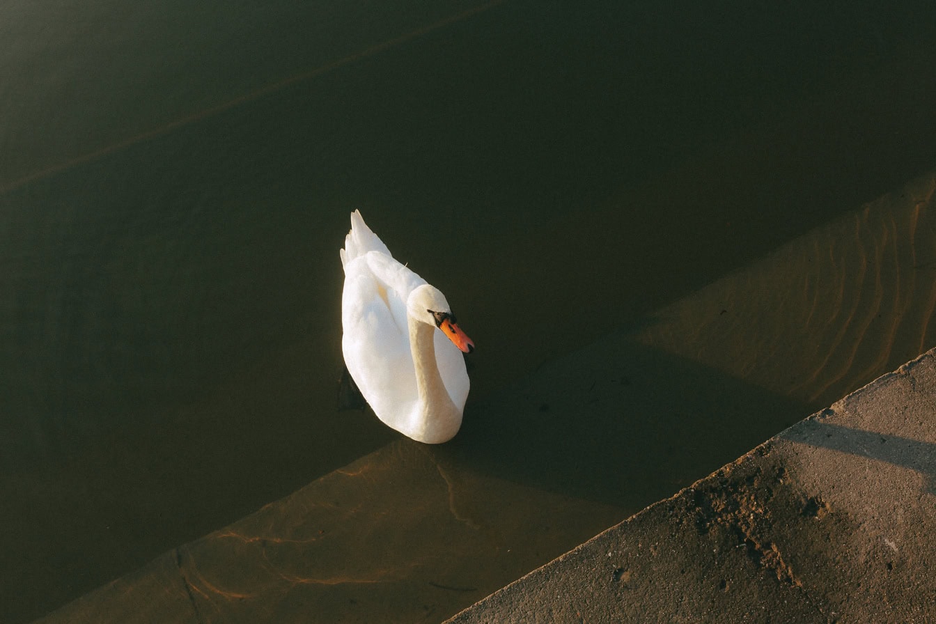 Un giovane cigno bianco lungo le scale di cemento sulla riva del lago