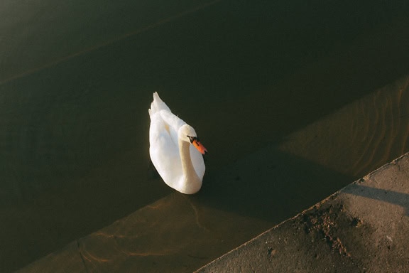 A young white swan along the concrete stairs on the shore of lake