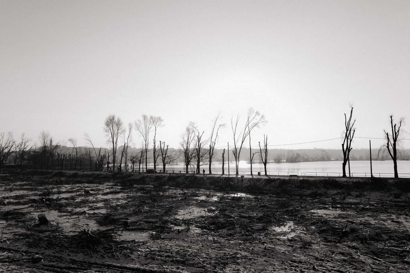 Fotografie alb-negru a unui câmp noroios cu copaci rupți și tăiați, ilustrație a tăierii pădurii