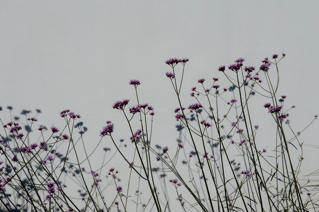 Pétales de fleurs sauvages rose pourpre sur de longues tiges minces