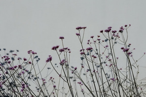 Lila-rosa Blütenblätter von Wildblumen an dünnen langen Stielen