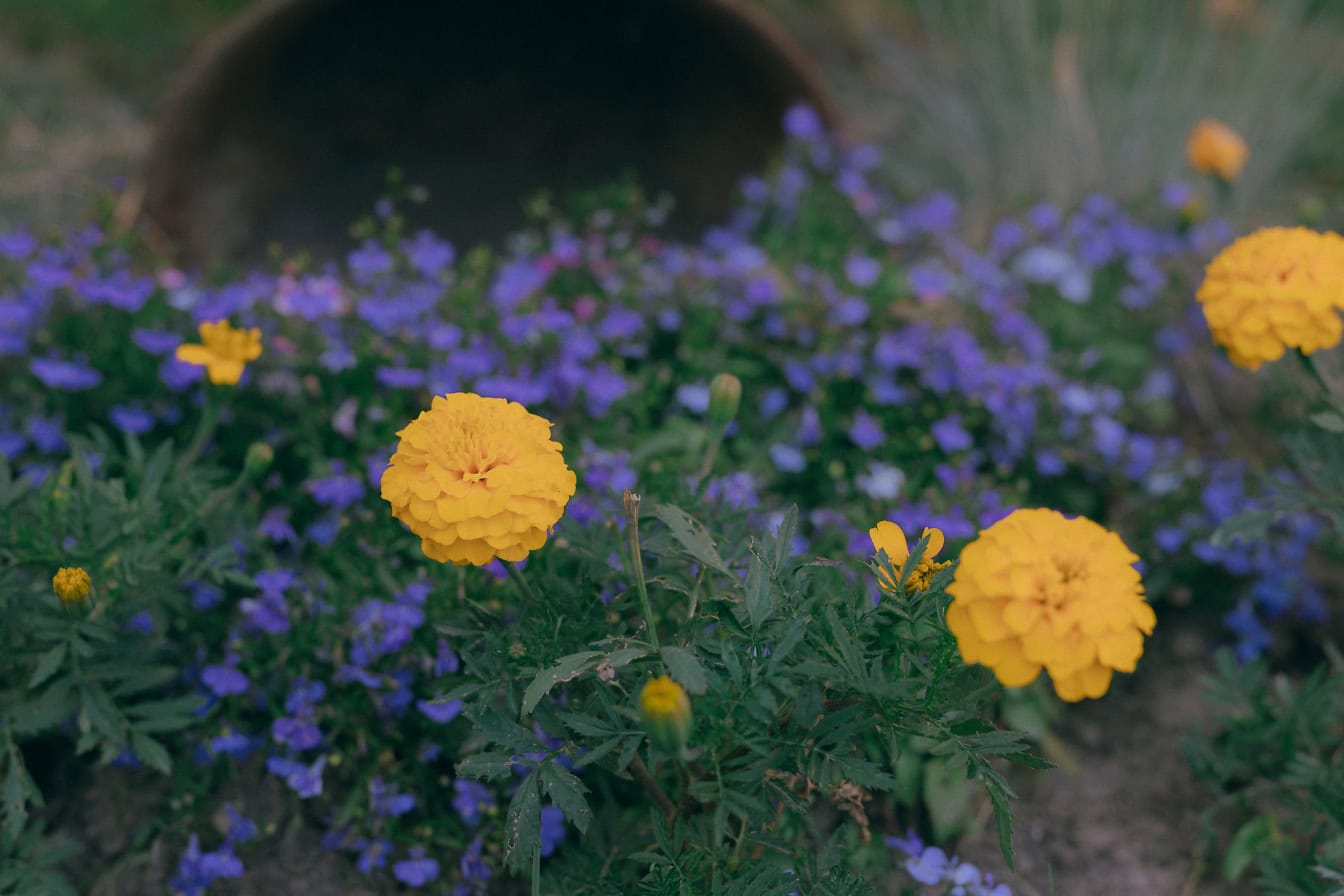 Oranžovo-žlté kvety nechtíka v záhrade (Tagetes erecta)