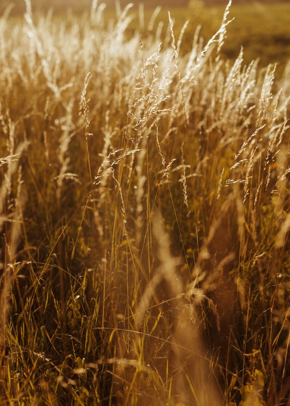 Korkean kuivan ruohon kenttä, jossa auringonvalo paistaa varsien läpi