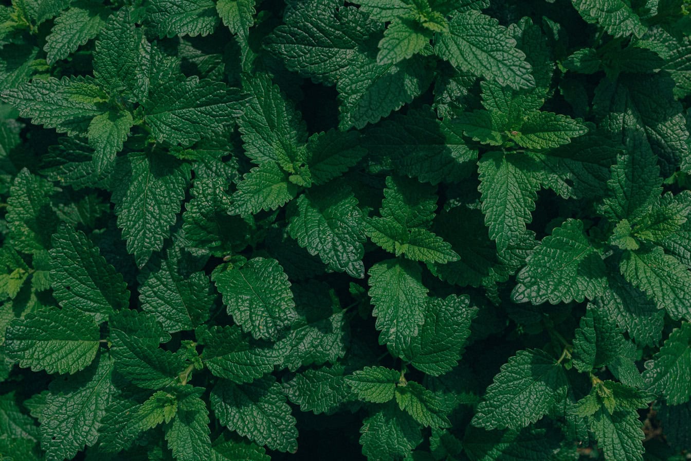 Muntkruid (Mentha piperita L.) een hybride van groene munt (Mentha spicata) en watermunt (Mentha aquatica)