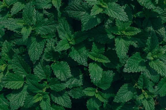 Mátová bylina (Mentha piperita L.) hybridem máty peprné (Mentha spicata) a máty vodní (Mentha aquatica)