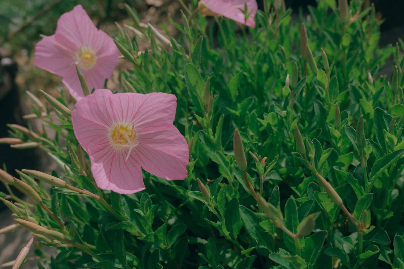 Kukka vaaleanpunainen iltahelokki tai meksikolainen esikko (Oenothera speciosa)