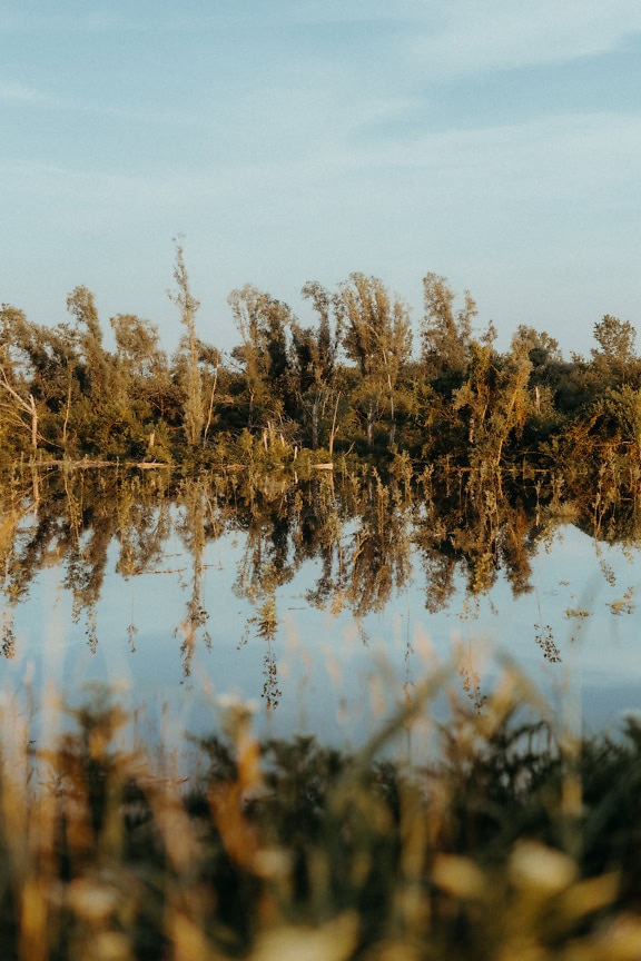 Apă constantă a lacului cu coastă cu copaci și tufișuri reflectate pe apă calmă