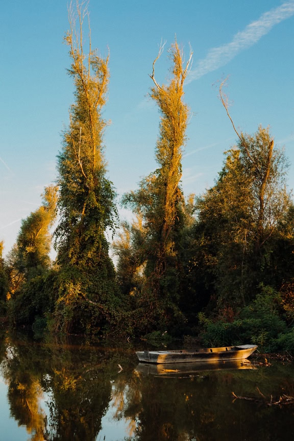 Boat in the water next to a riverbank with bushes and trees covered with European mistletoe (Viscum album)