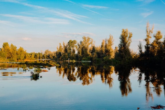 Пойма реки Дунай с деревьями и кустами в воде и с ясным голубым небом