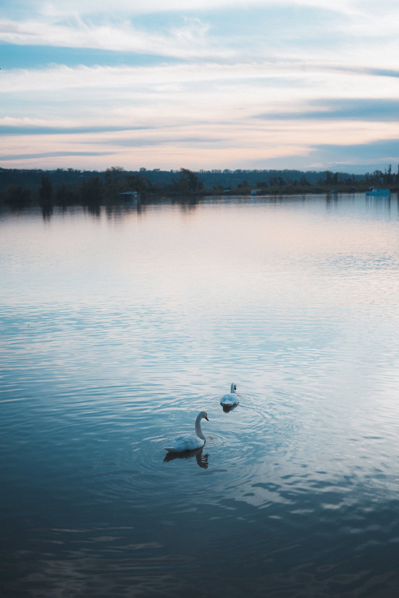 Due cigni bianchi che nuotano in un lago Tikvara al crepuscolo, una riserva naturale a Bačka Palanka