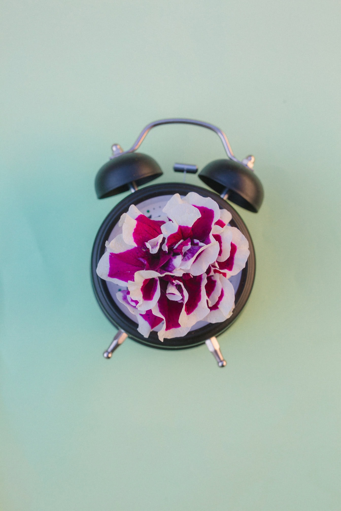 Dark red-purple flower on a black analogue clock with wake-up bells