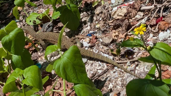 Șopârlă pe pământ cu gunoi, poluarea habitatului natural