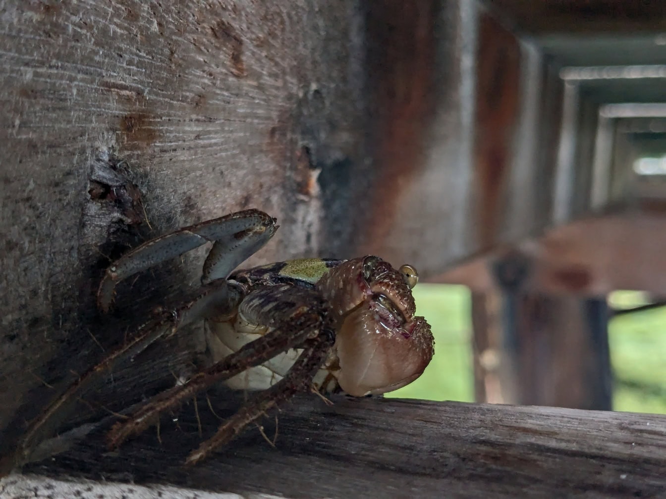 Crabe endémique sur une poutre en bois