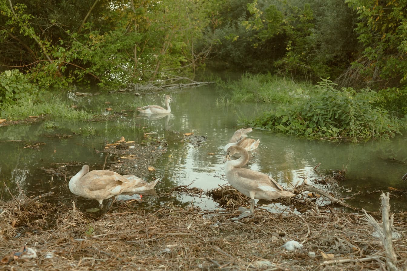 Stado młodych potomstwa białych łabędzi w stawie w swoim naturalnym środowisku w chronionym rezerwacie przyrody ornitologicznej (Cygnus olor)