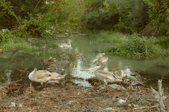 Stormo di giovani cigni bianchi in uno stagno nel suo habitat naturale nella riserva ornitologia naturale protetta (Cygnus olor)