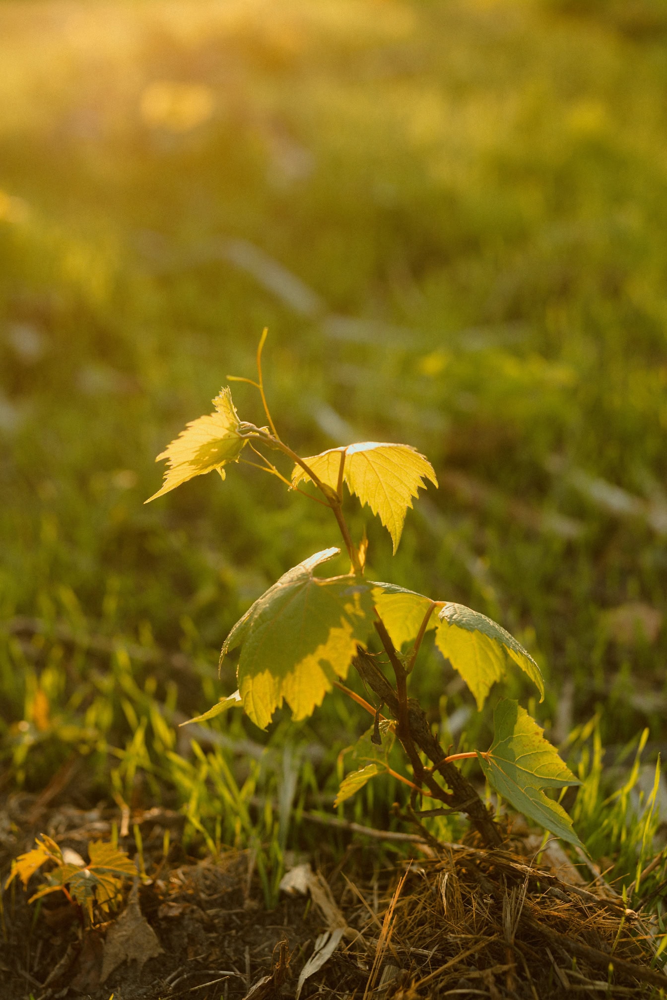 Sapling of grapevine plant with greenish yellow leaves growing out of the grass