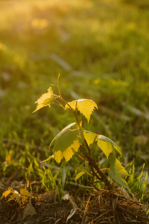 Jeune arbre de vigne avec des feuilles jaune verdâtre poussant dans l’herbe