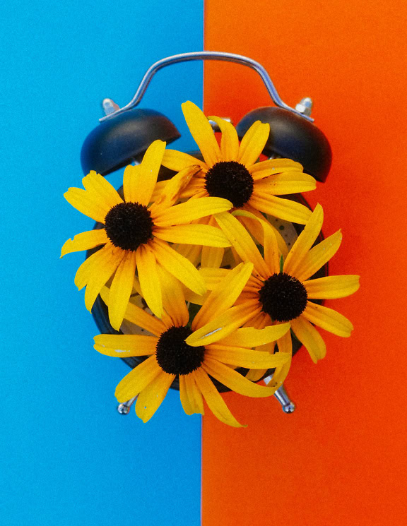 Orange-yellow flowers on old analog alarm clock with a blue-orange two-tone background