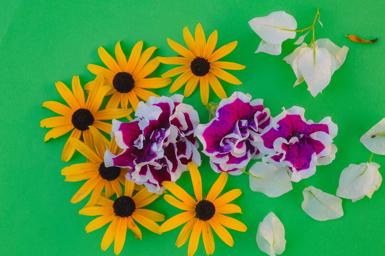 Texture of orange-yellow and purple-white flowers on green surface