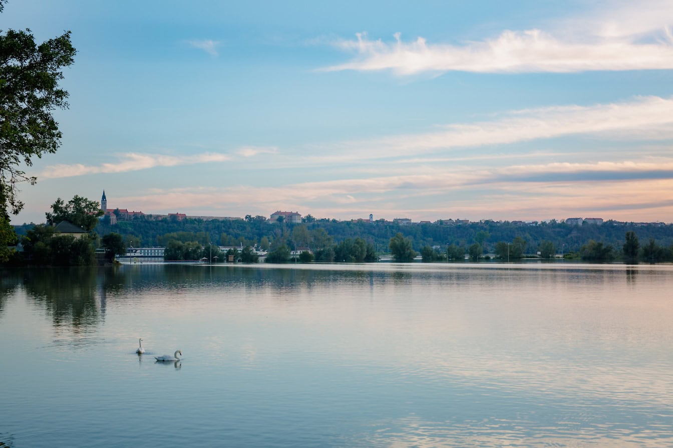 Twee zwanen zwemmen in een rivier van Donau in de late namiddag