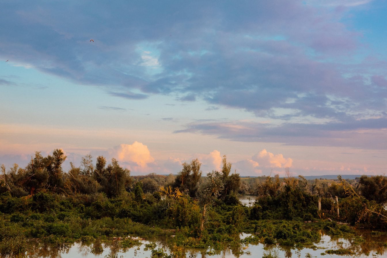 Landschap van bomen in een moeras dat met water wordt overstroomd