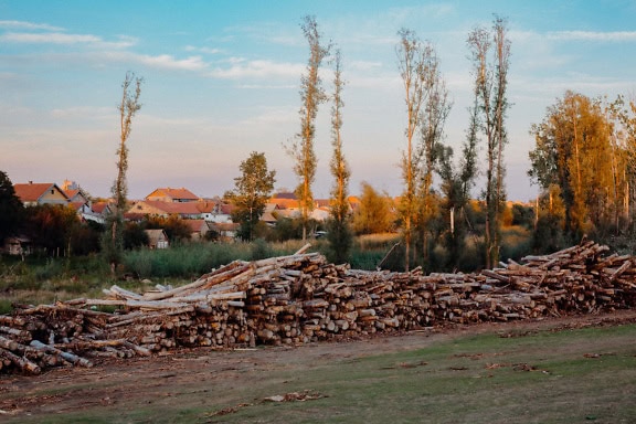 Pile of firewood in a field, an industrial depot with logs