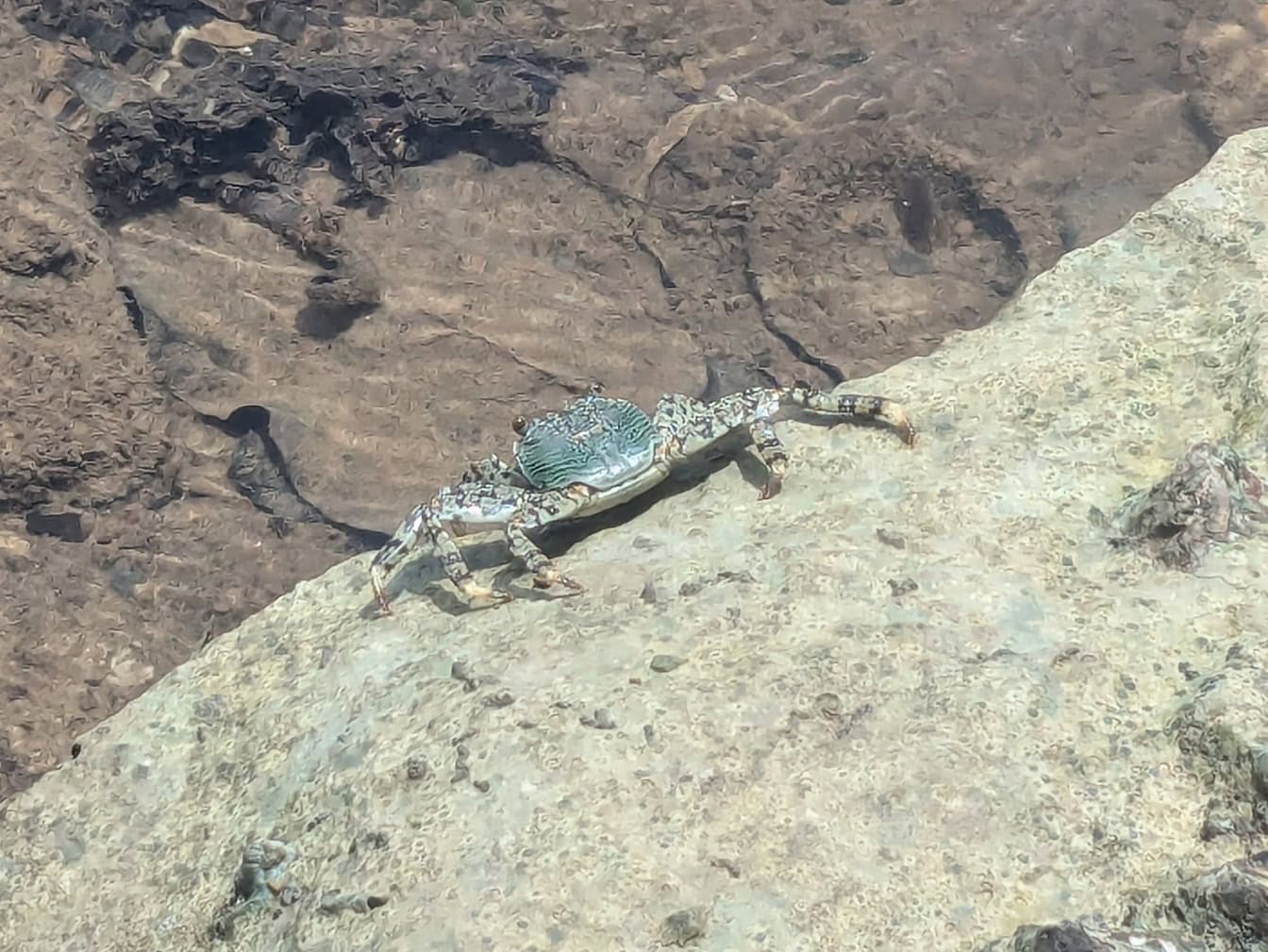 Cętkowany krab Lightfoot pod wodą (Grapsus albolineatus)