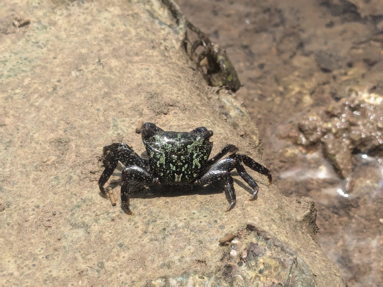 Schwarze Krabbe auf einem hellbraunen Felsen bei Ebbe