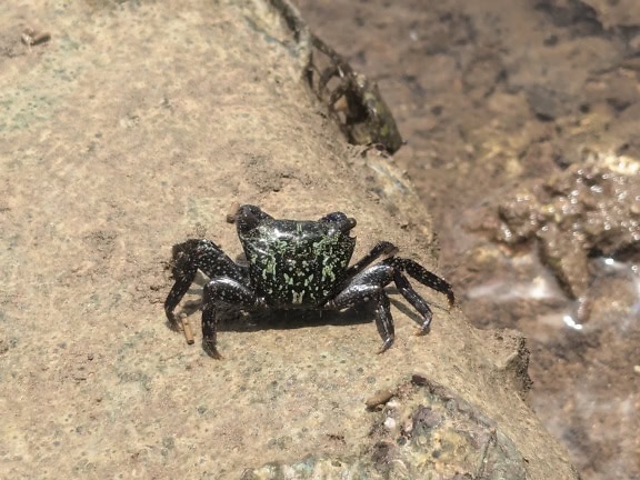 Kepiting hitam di atas batu coklat muda saat air surut