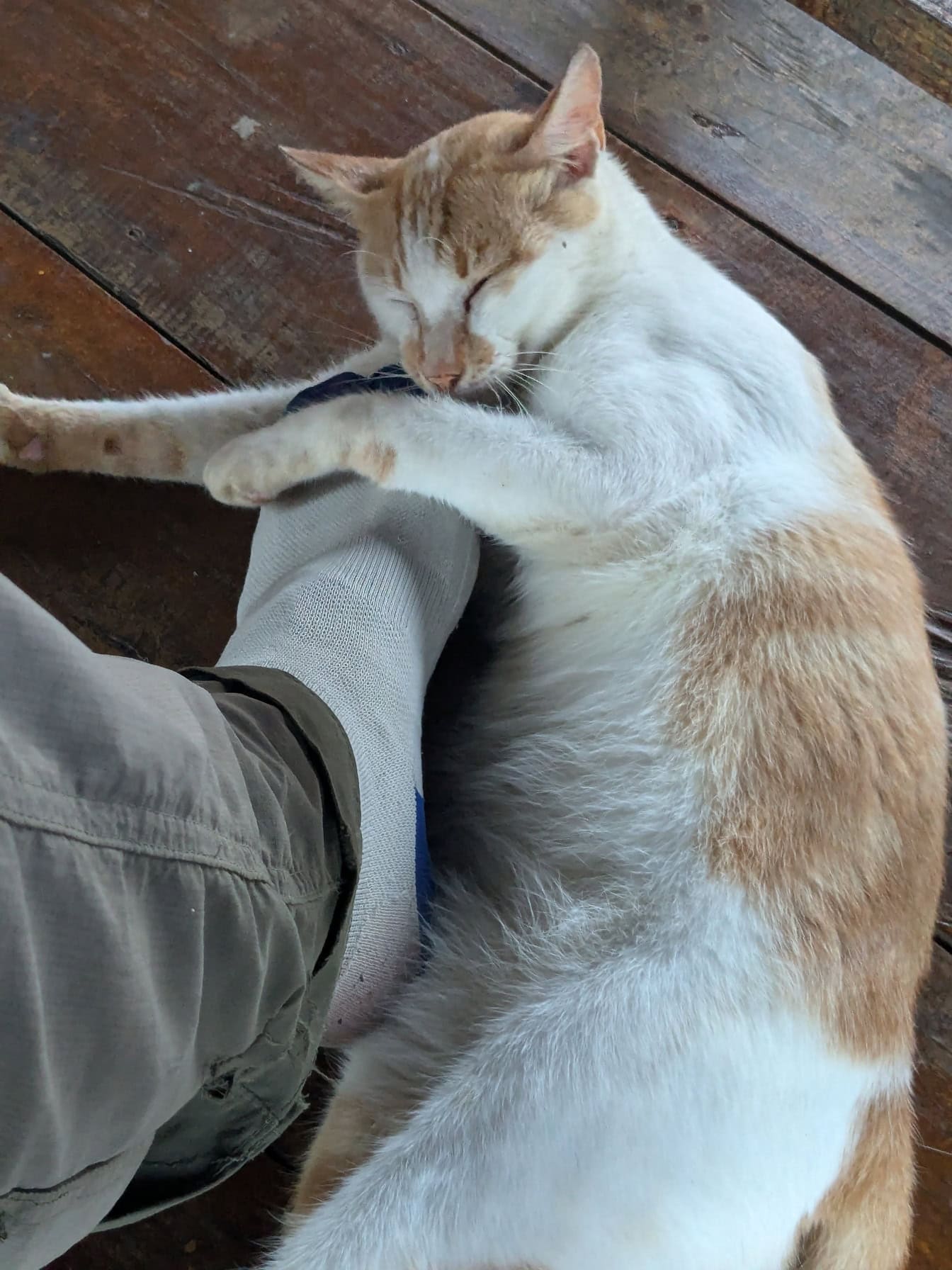 A perna de uma pessoa acariciando um gato doméstico deitado no chão