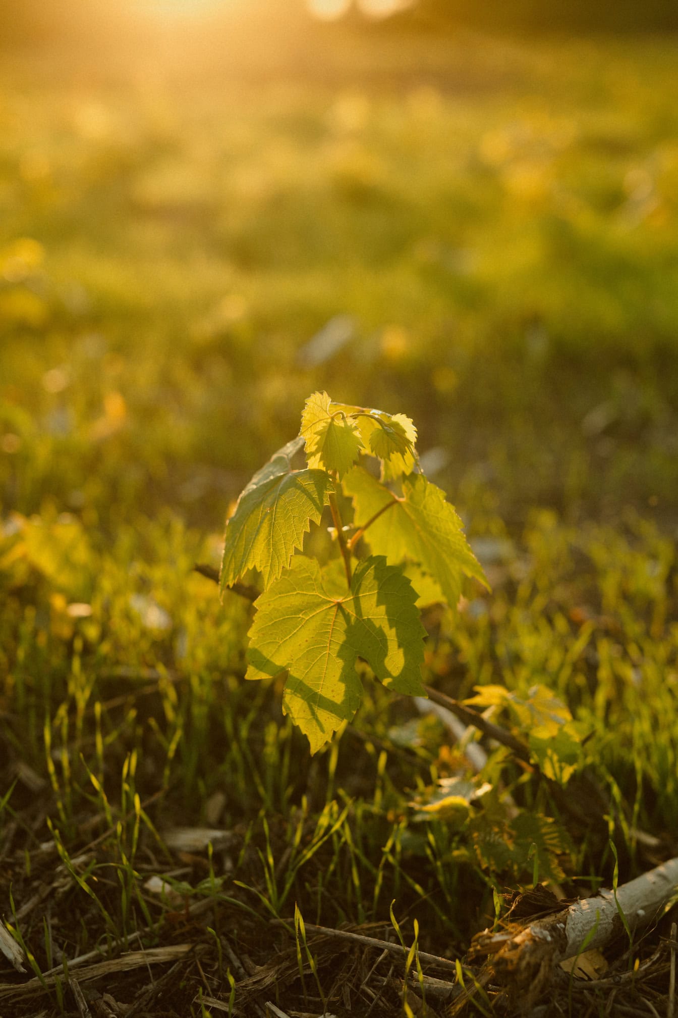 Mladica vinove loze u zelenoj travi s jarkim sunčevim zrakama kao pozadinskim osvjetljenjem, rastuća biljka vinove loze u vinogradu