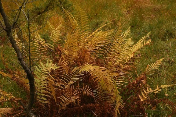 Yellowish-brown fern in grass at autumn season