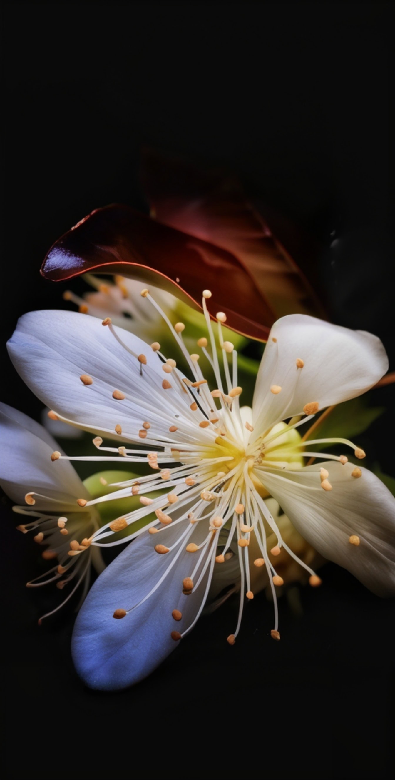 Nærbilde av brasiliansk kirsebærblomst (Eugenia brasiliensis), en hvit blomst med delikate pistiller i mørket