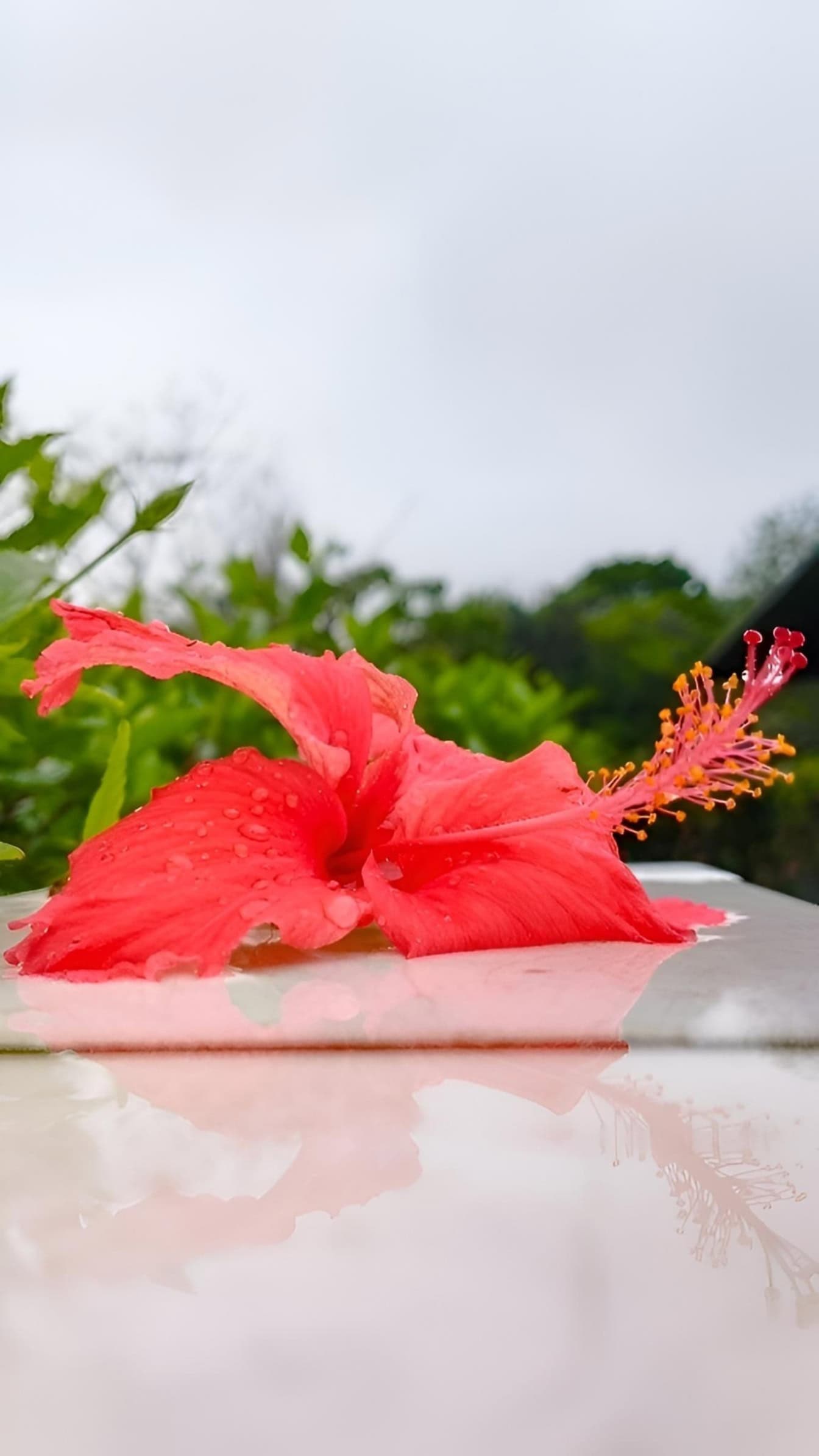 Flor de hibisco rojo con rocío en el pistilo y pétalos sobre una superficie blanca