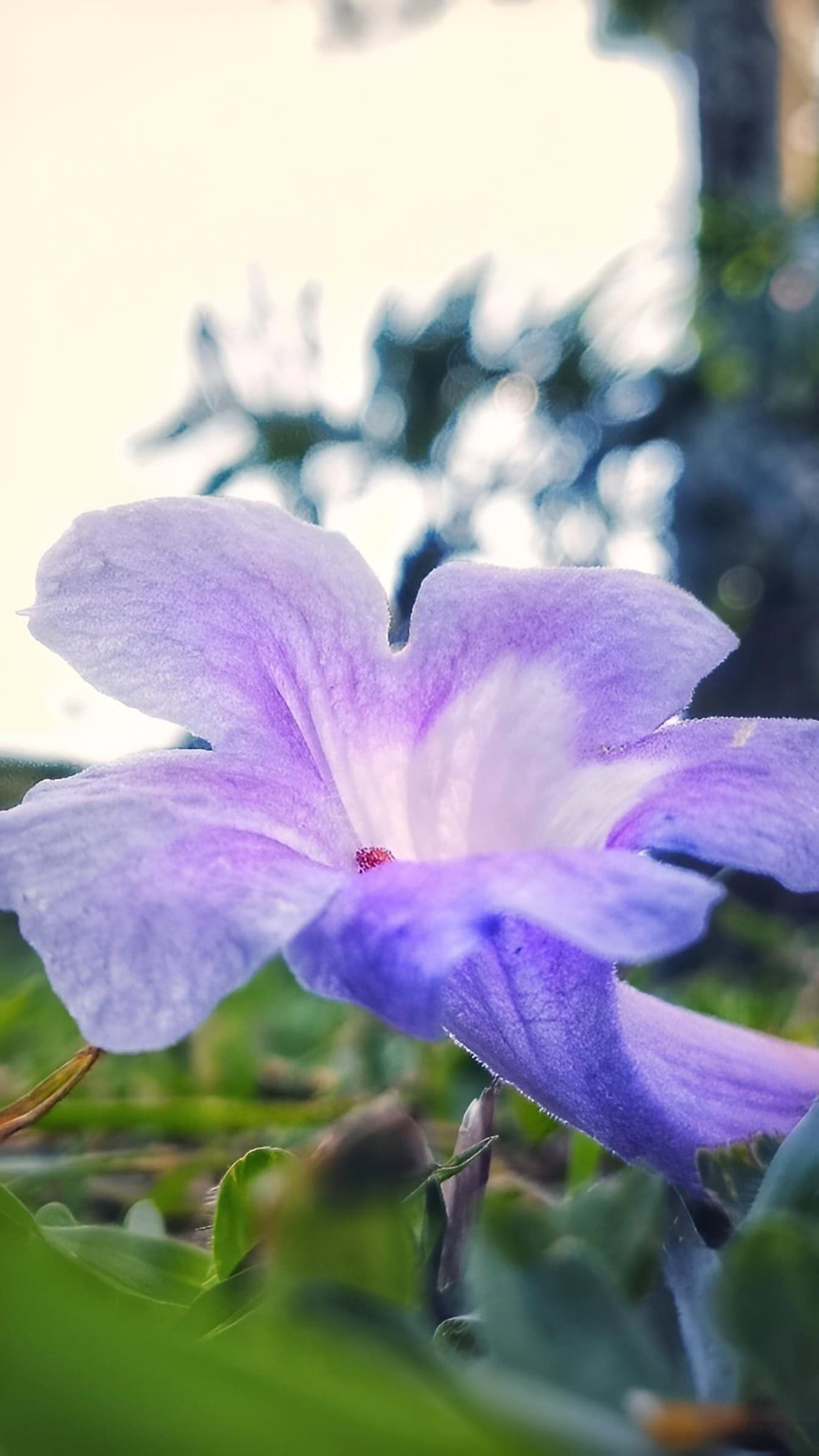 Detailný záber fialového kvetu, byliny známej ako horúčka koreňového (Ruellia tuberosa)