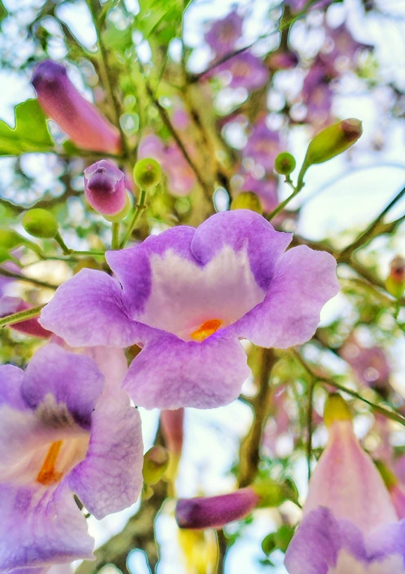 Nærbillede af lilla-lyserøde blomster med blide kronblade i fuldt flor